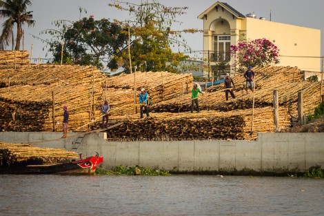 Bamboo loading in the Mekong Delta Vietnam